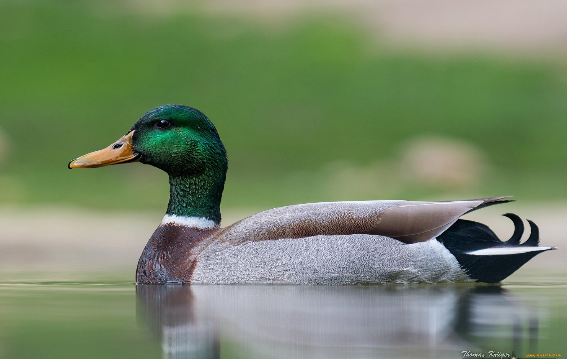 Mallard Wallpapers