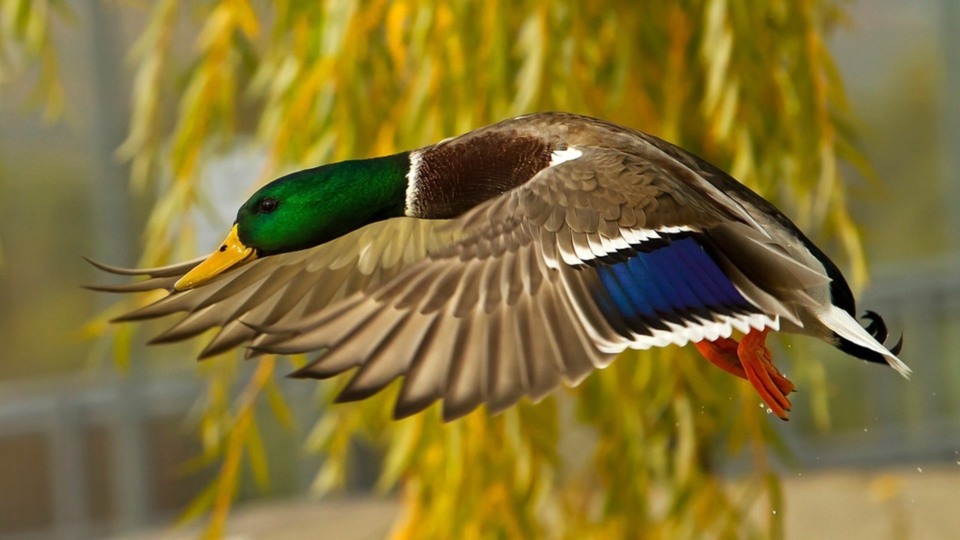 Mallard Wallpapers