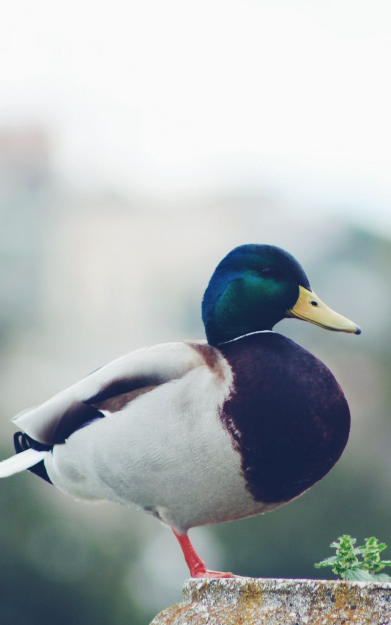 Mallard Wallpapers