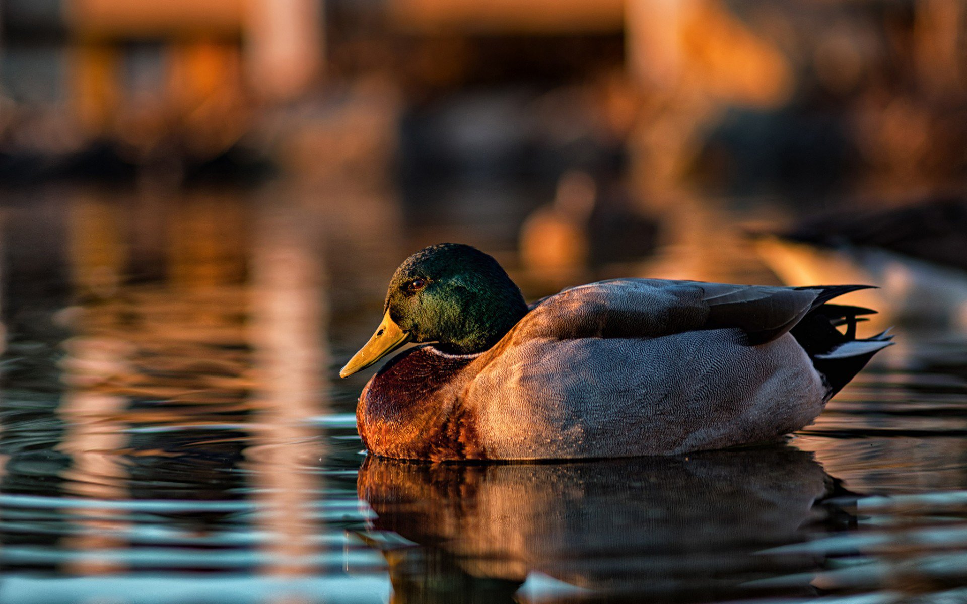 Mallard Wallpapers