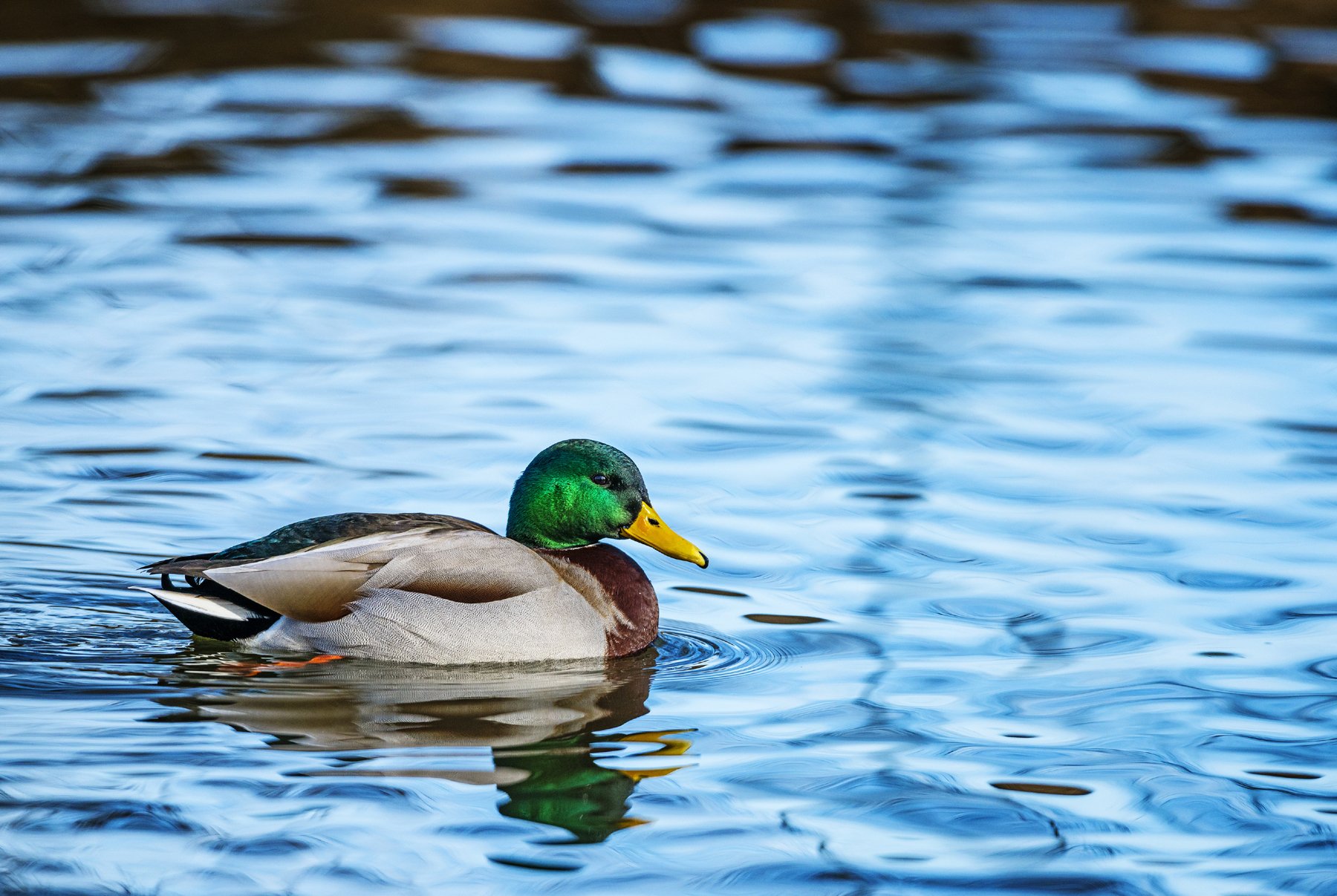 Mallard Wallpapers