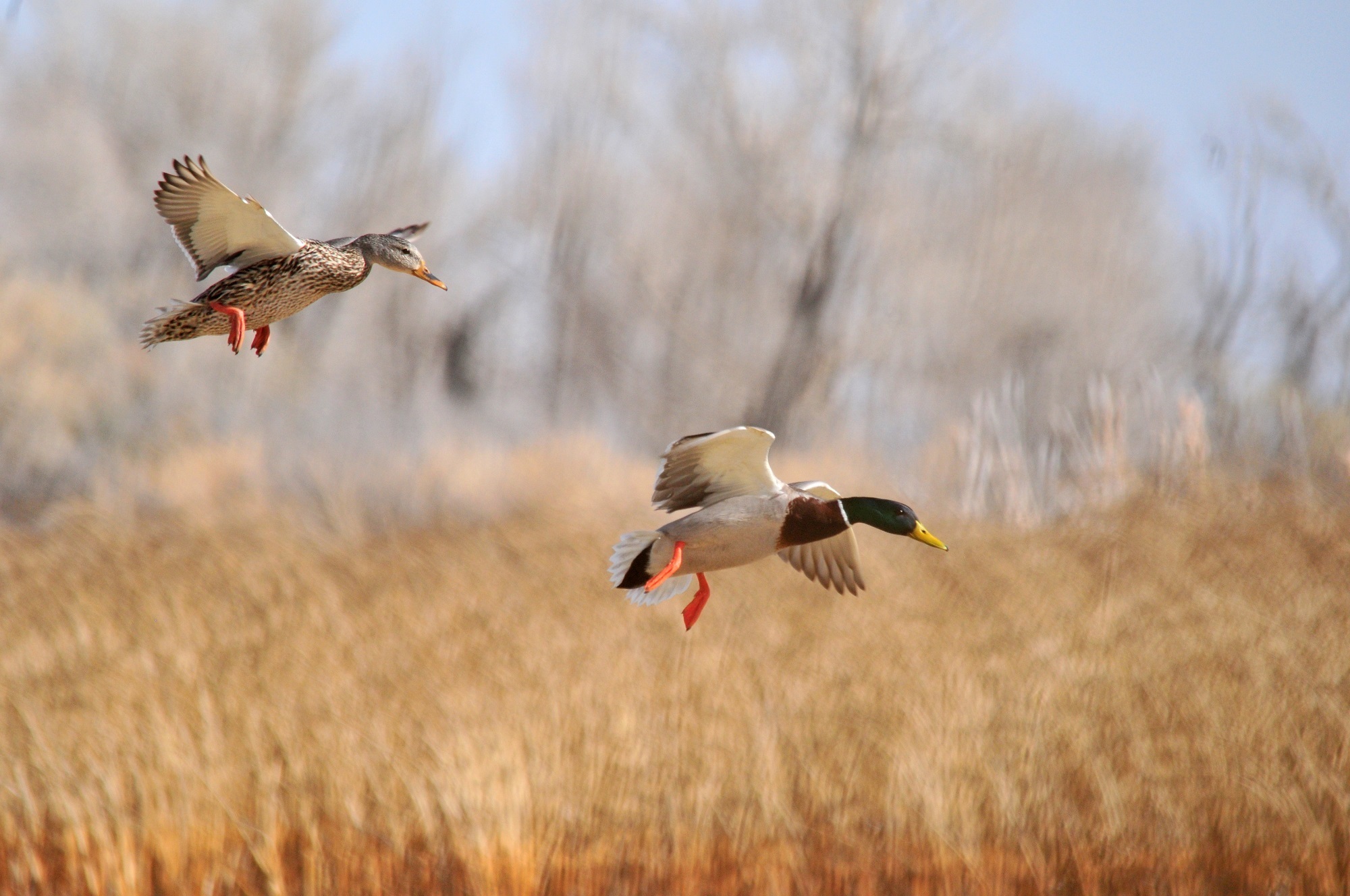 Mallard Wallpapers