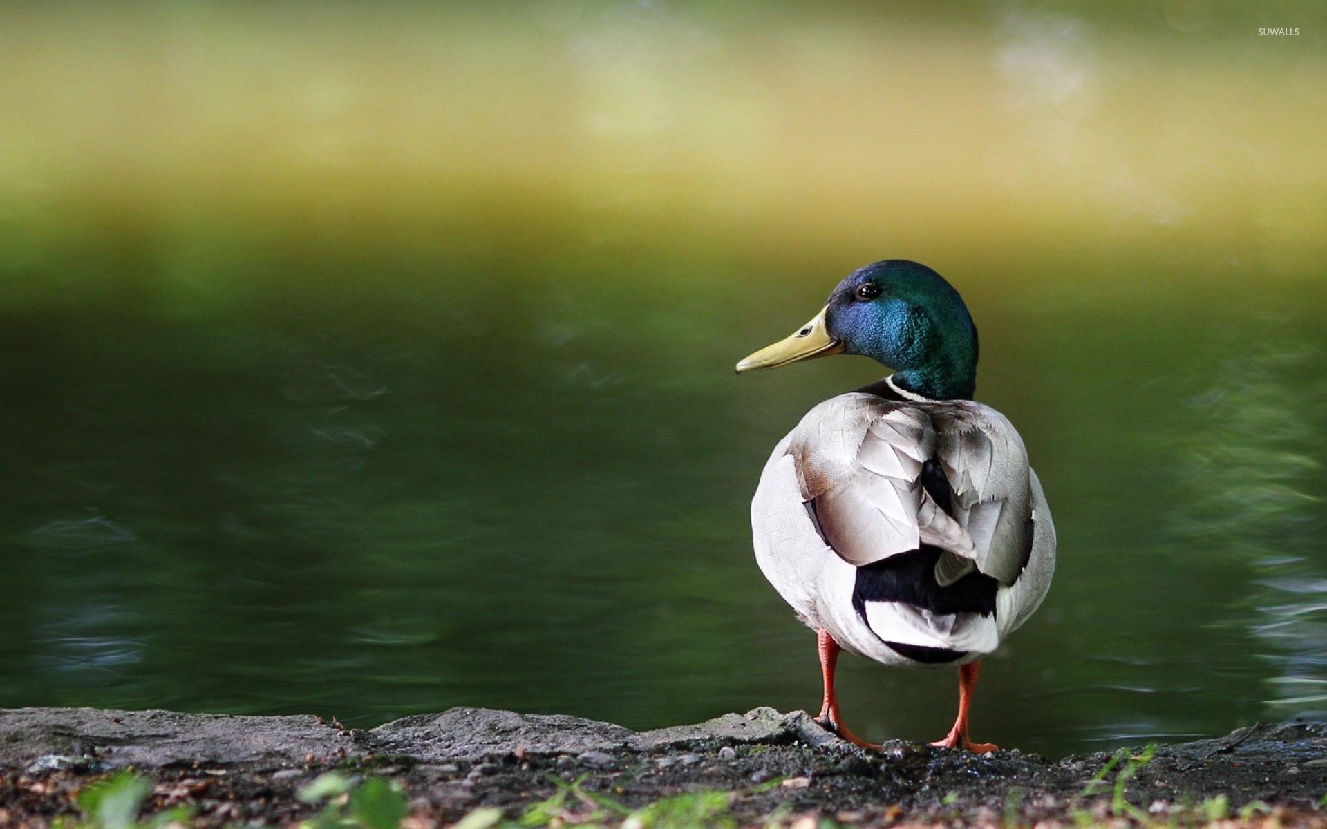 Mallard Wallpapers