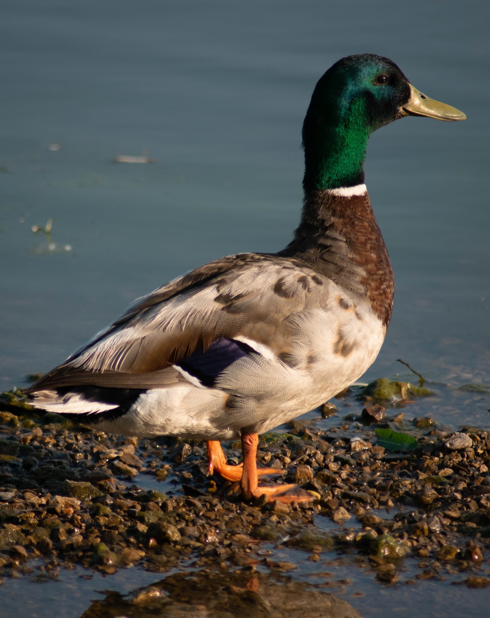 Mallard Wallpapers