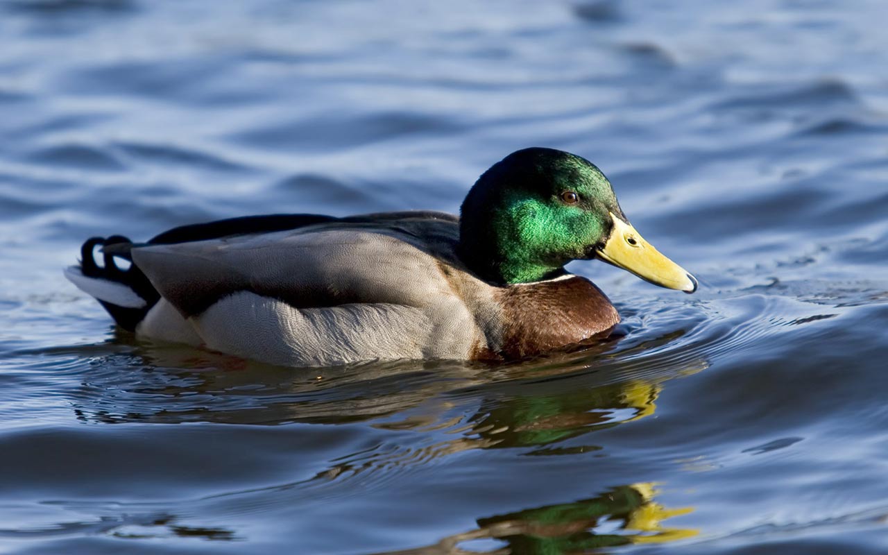 Mallard Wallpapers