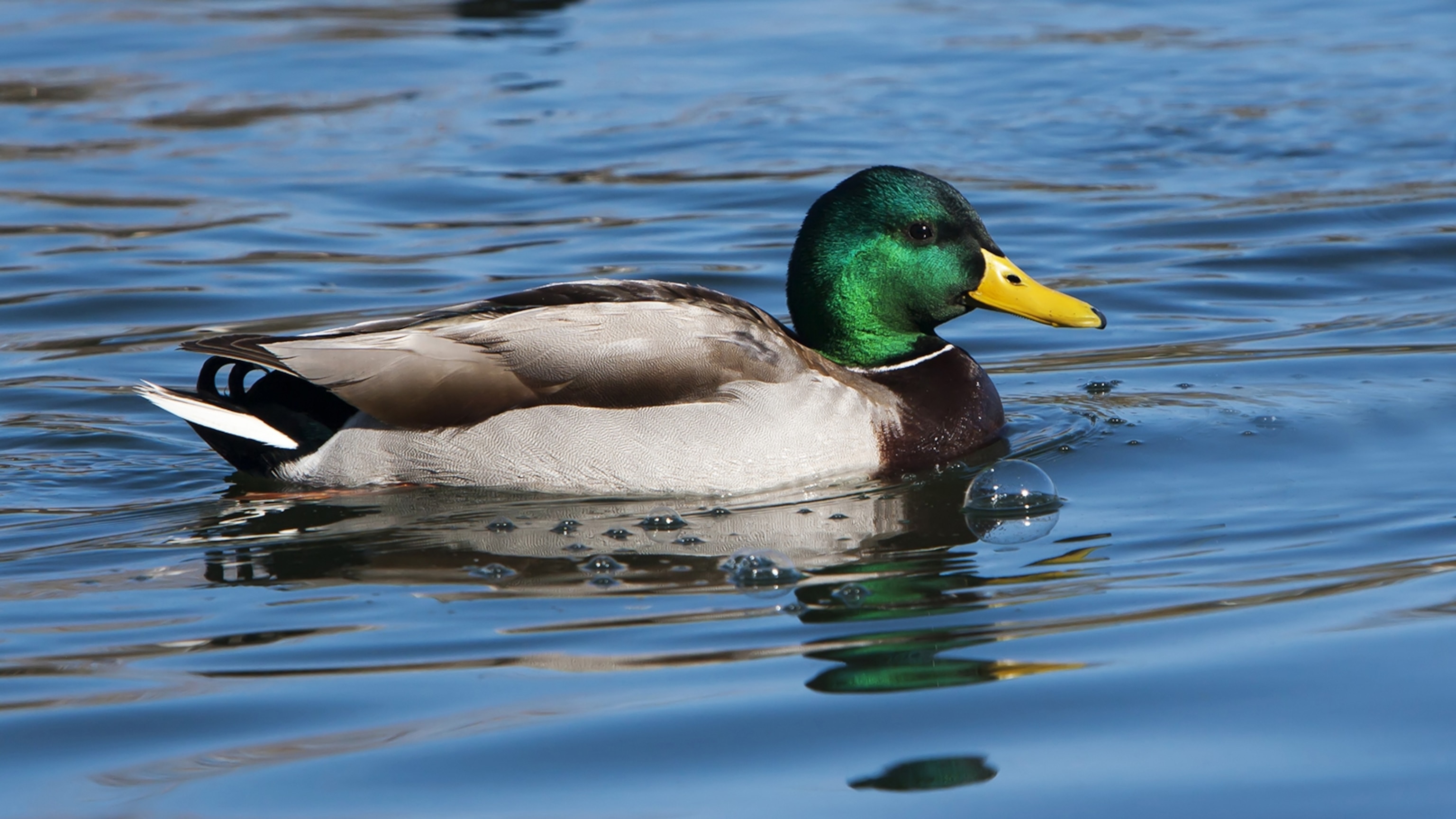 Mallard Wallpapers