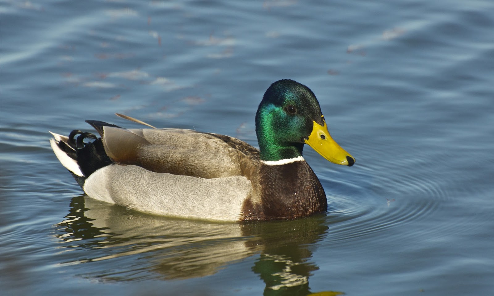 Mallard Wallpapers