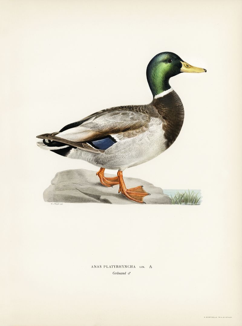 Mallard Wallpapers