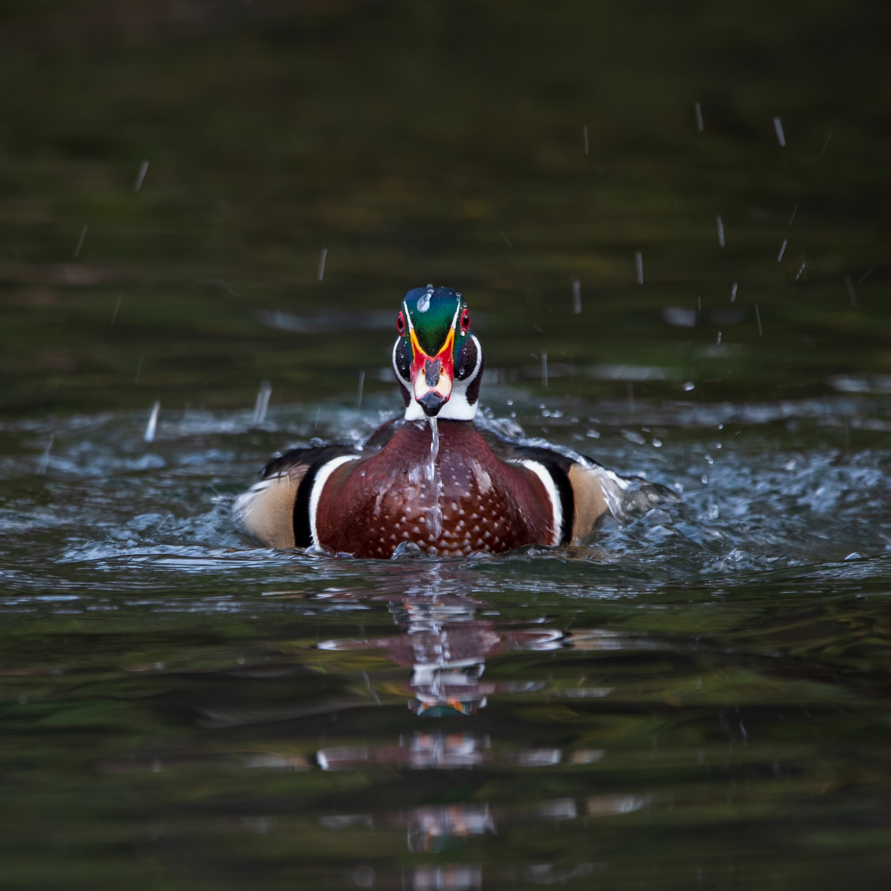 Mallard Wallpapers