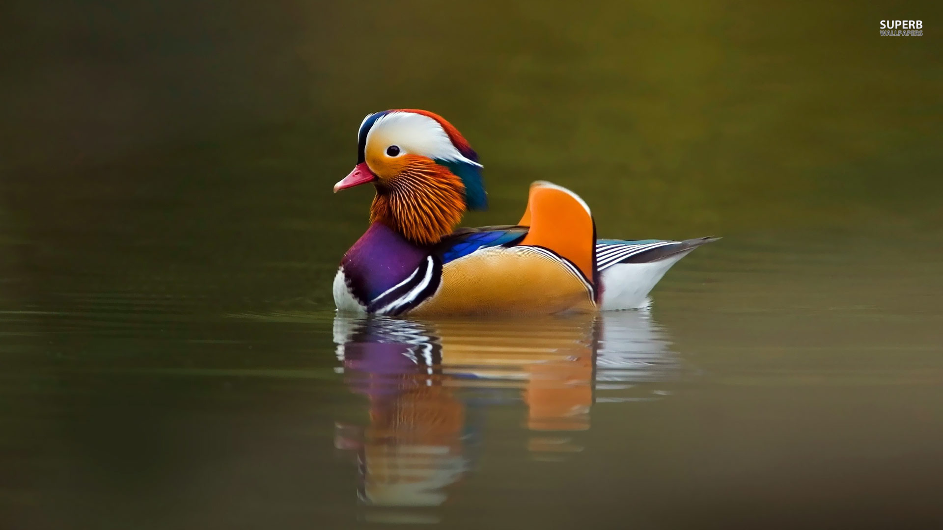 Mandarin Duck Wallpapers