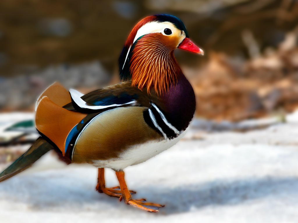 Mandarin Duck Wallpapers