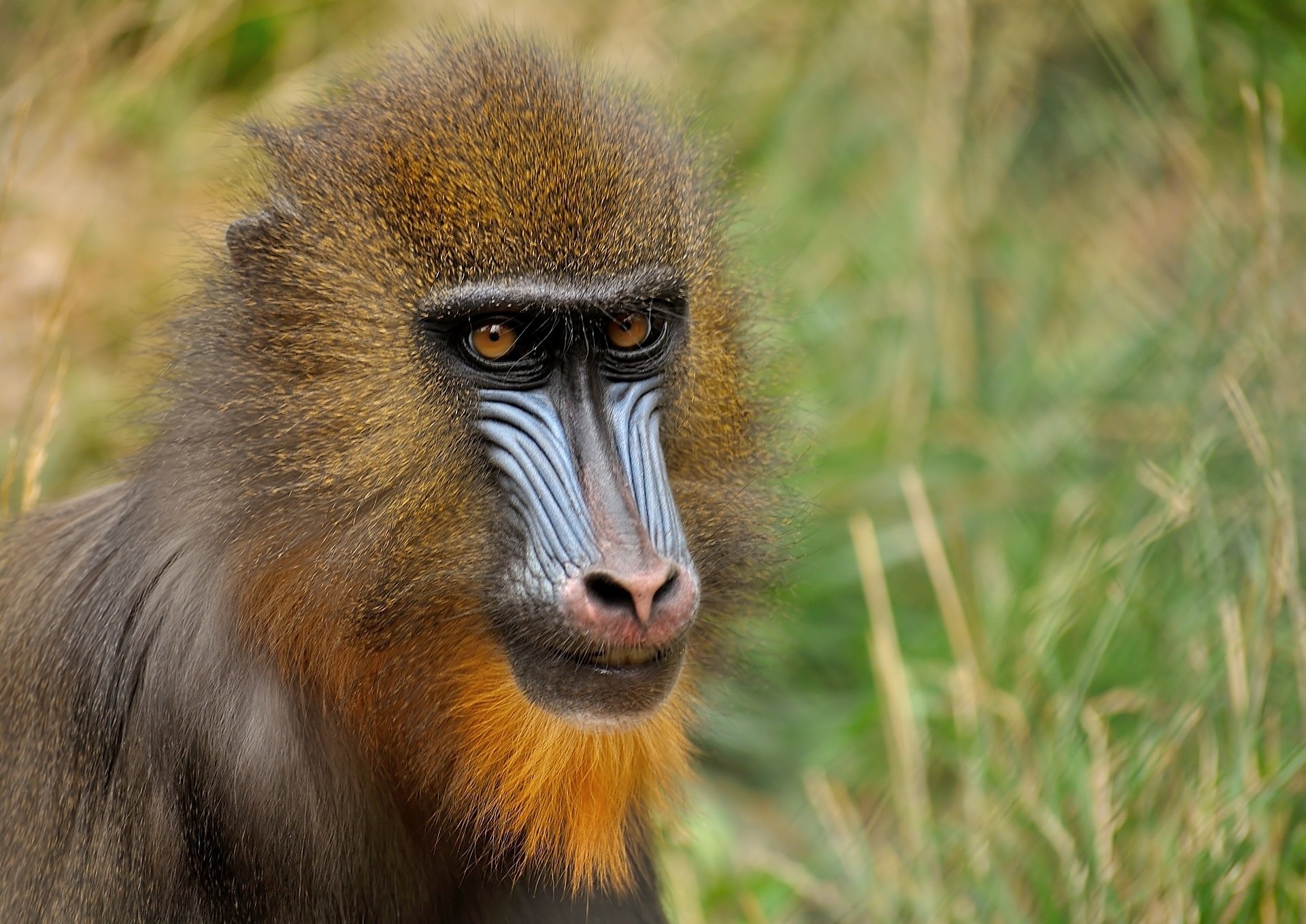 Mandrill Wallpapers