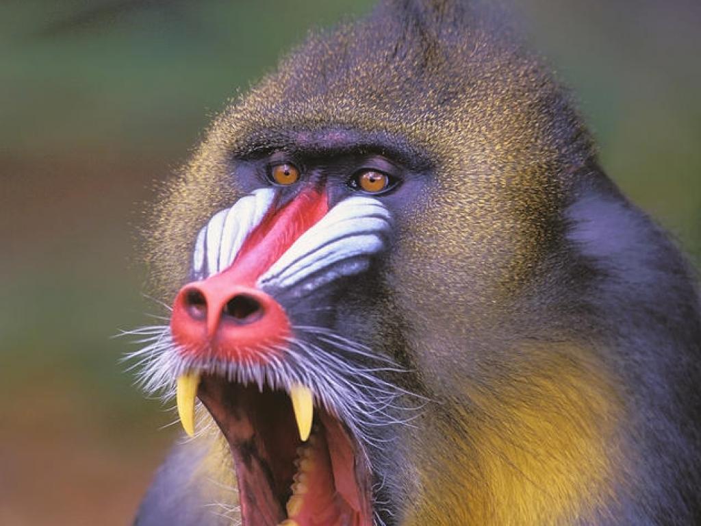 Mandrill Wallpapers