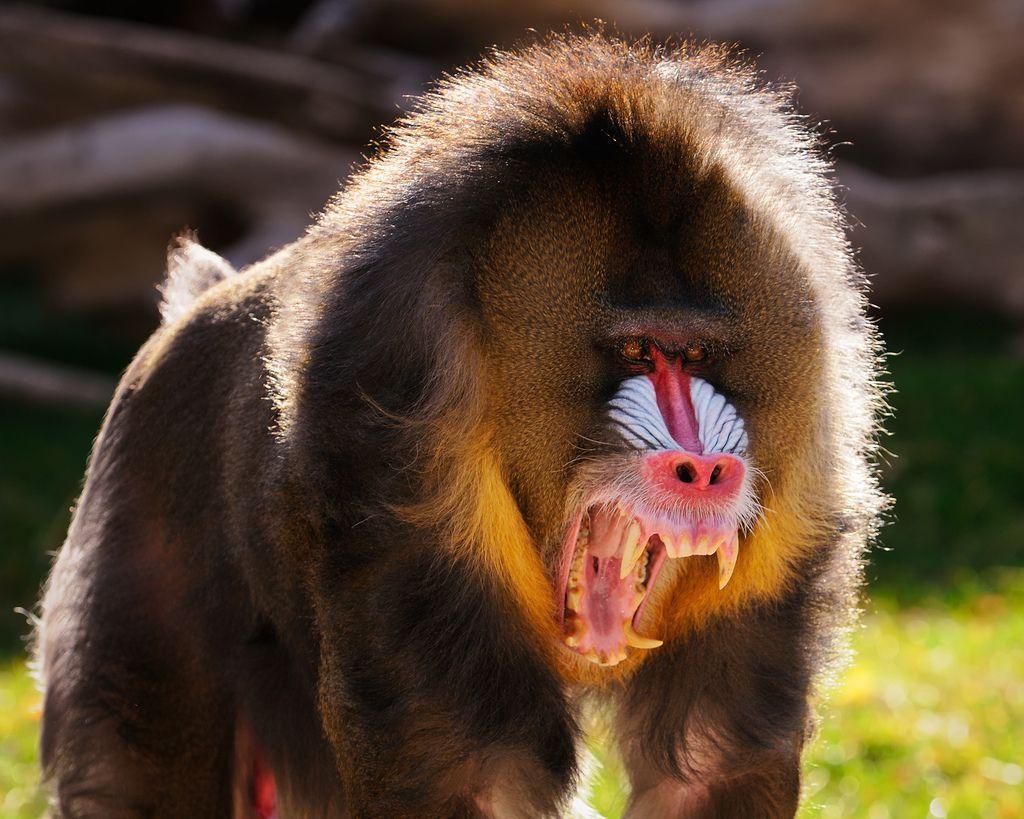 Mandrill Wallpapers