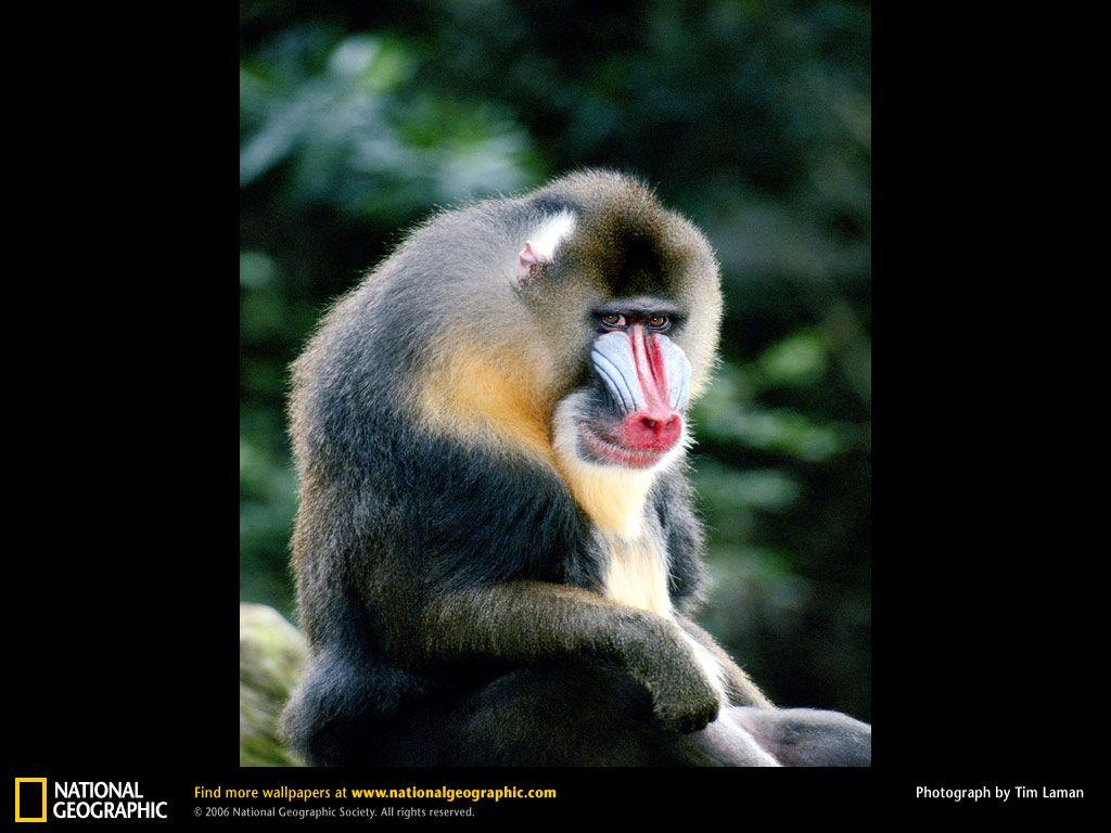 Mandrill Wallpapers