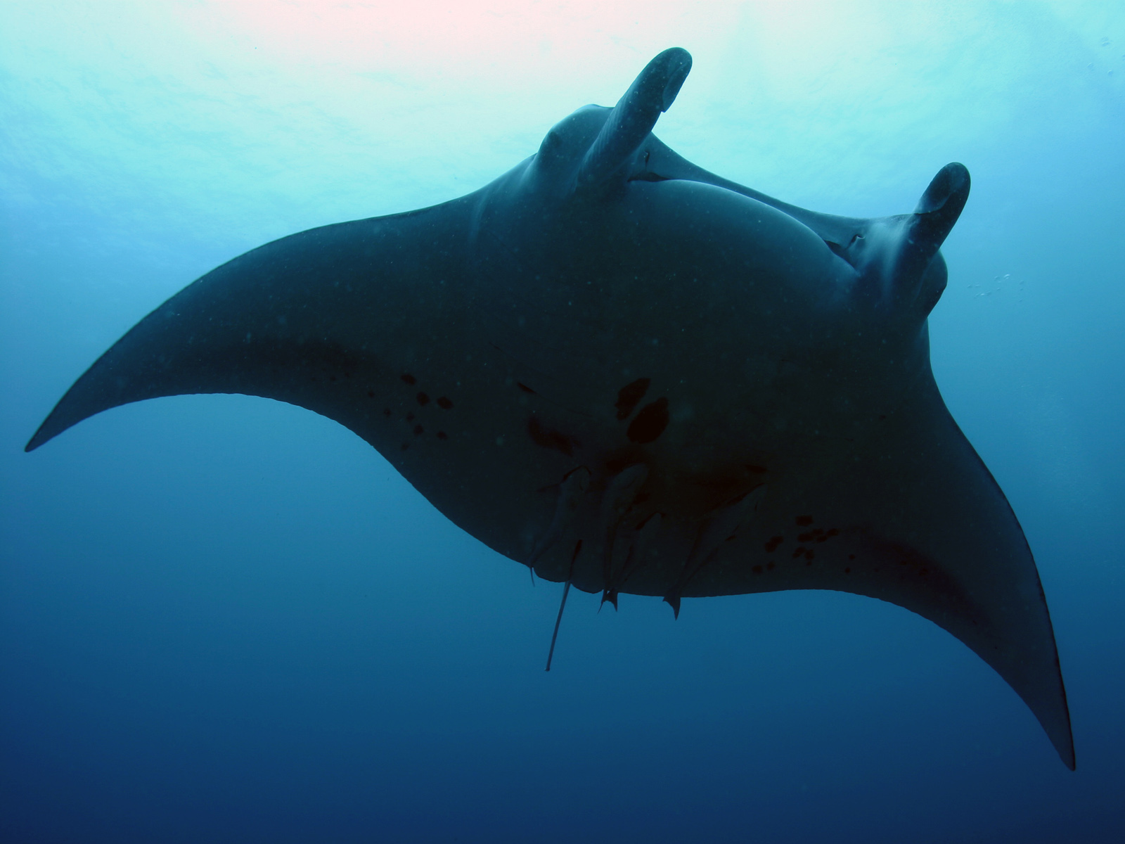 Manta Ray Wallpapers