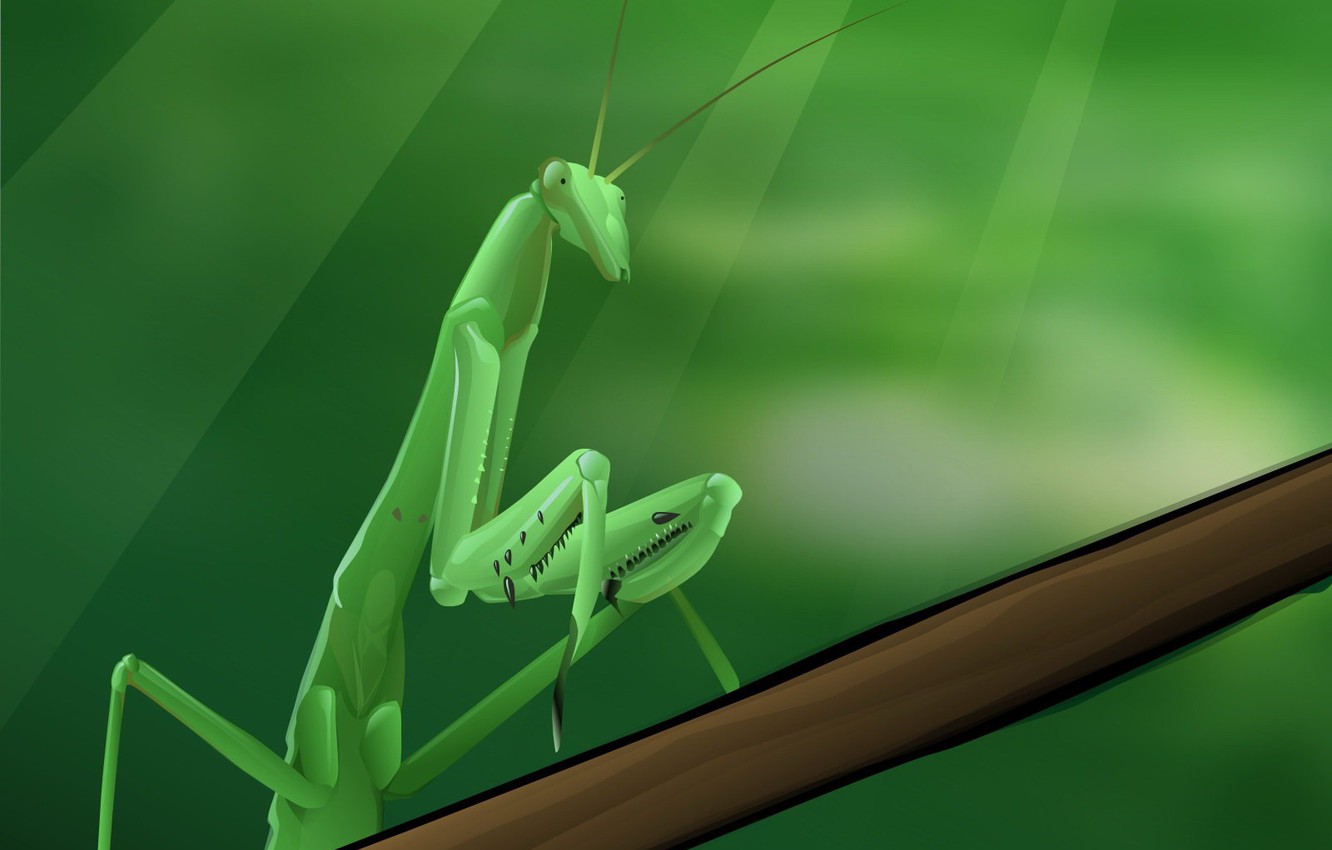 Mantis Wallpapers