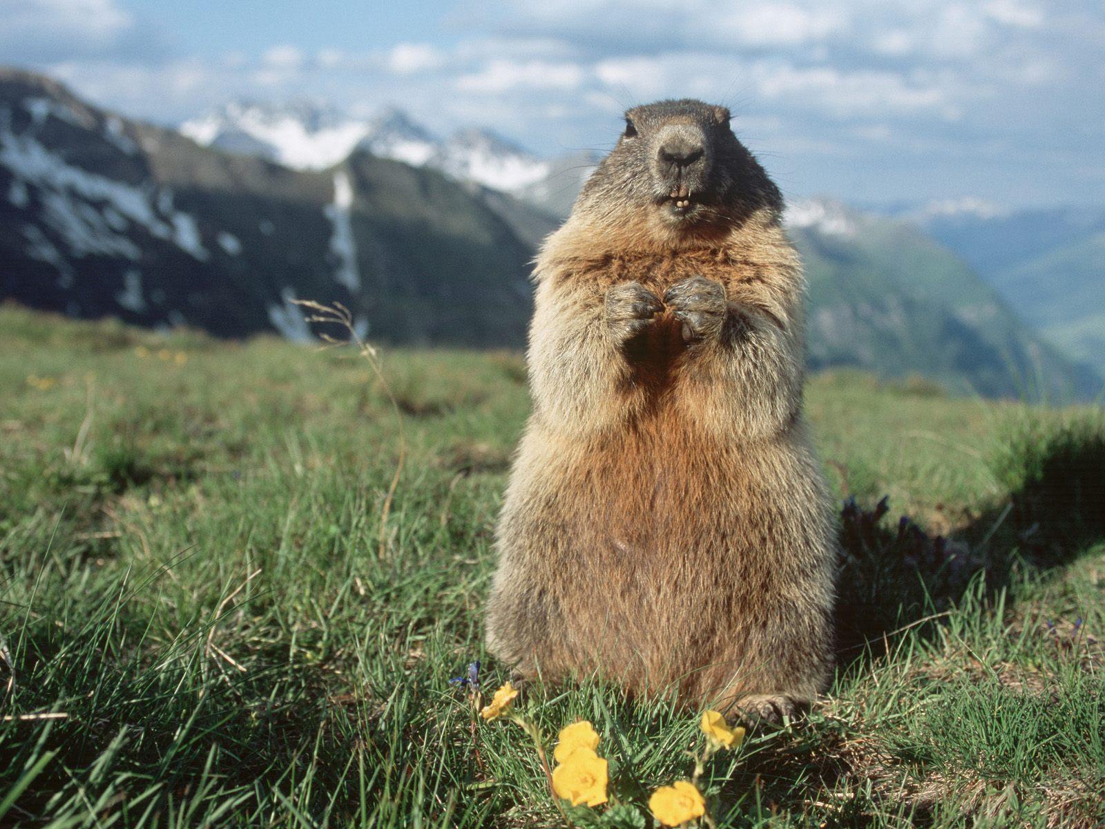 Marmot Wallpapers