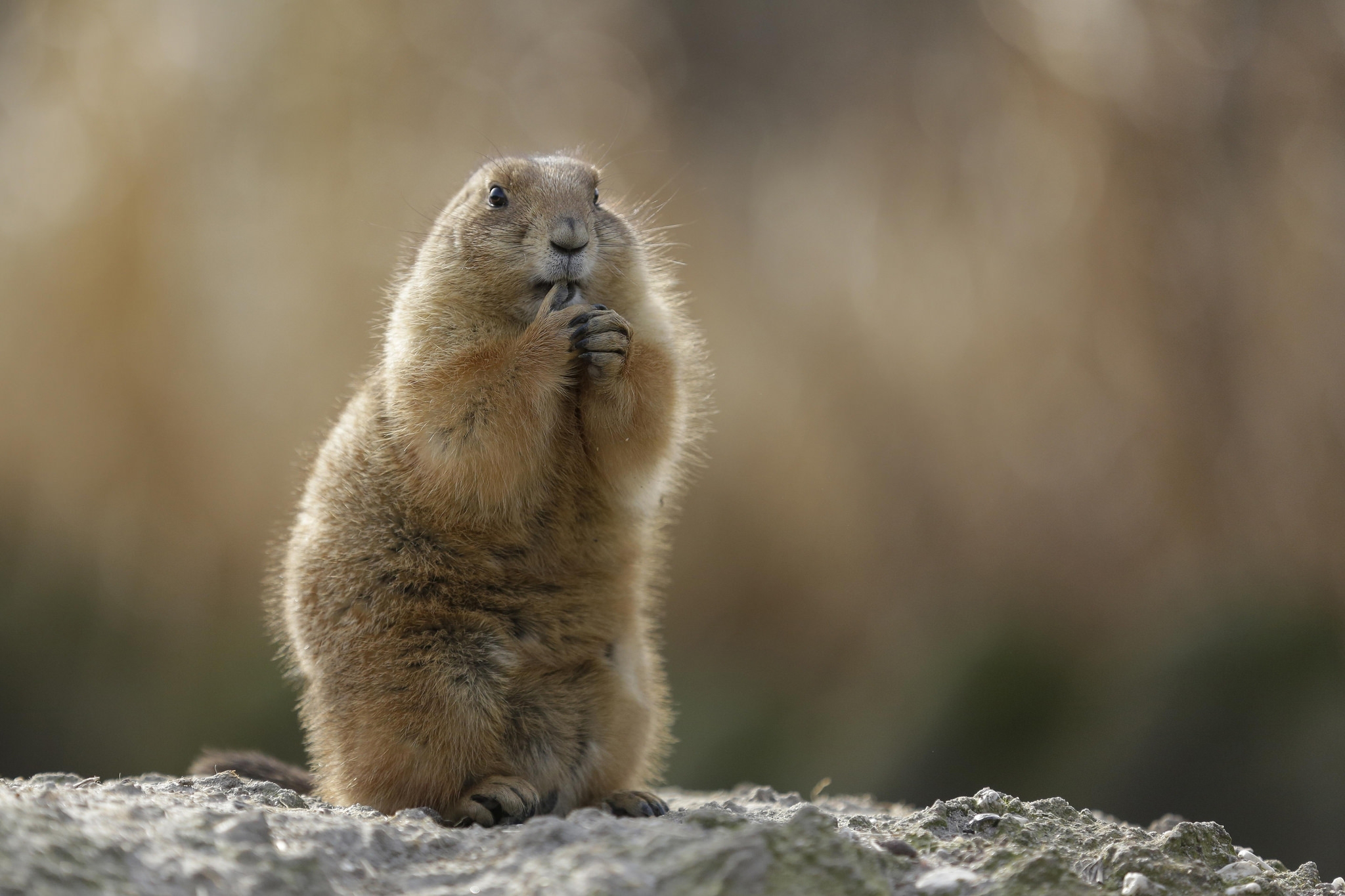 Marmot Wallpapers