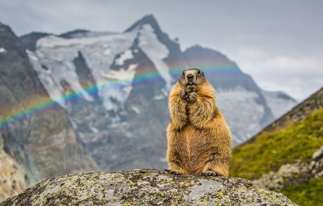 Marmot Wallpapers