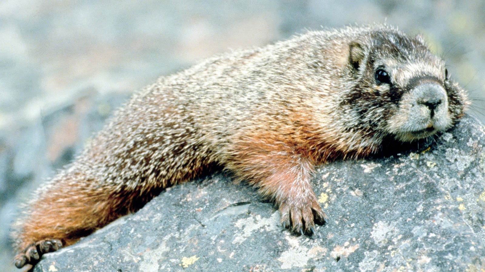 Marmot Wallpapers