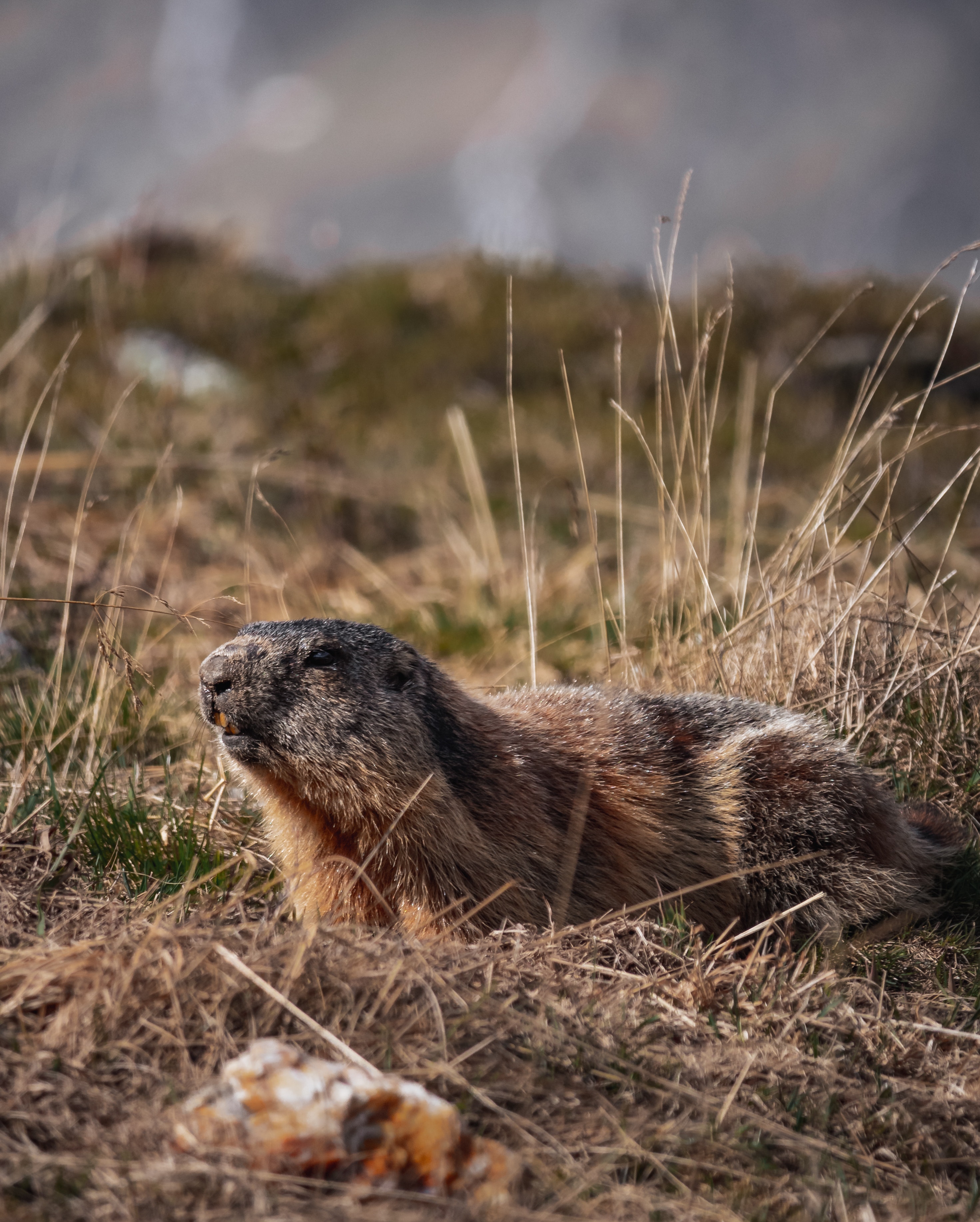 Marmot Wallpapers