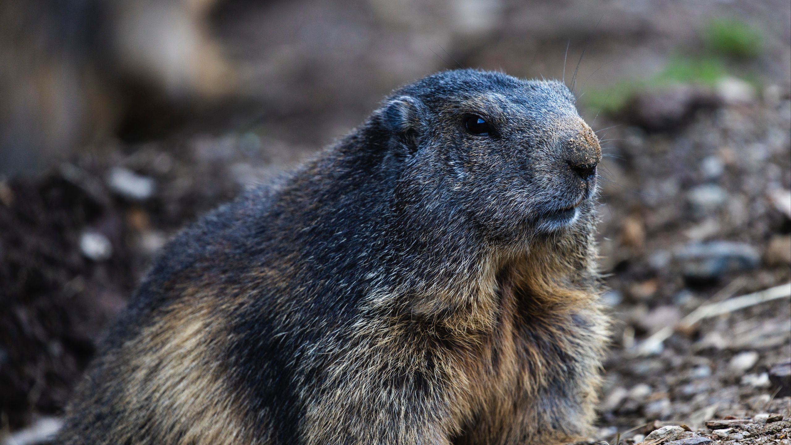 Marmot Wallpapers