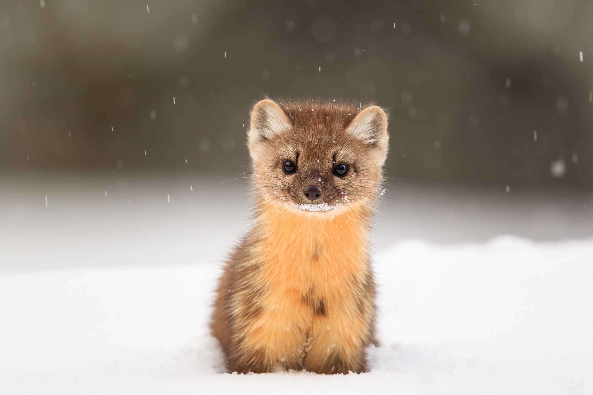 Marten Wallpapers