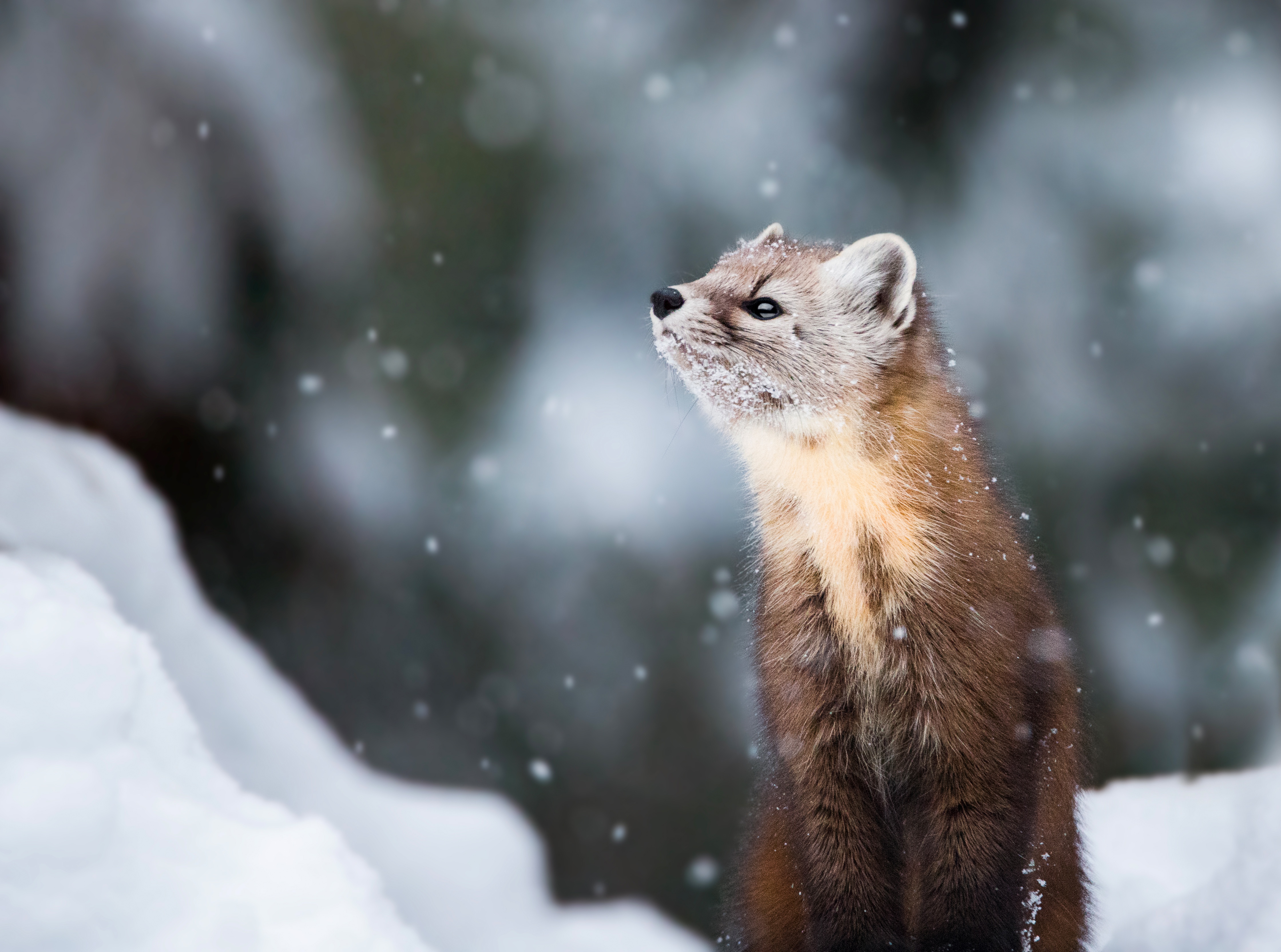 Marten Wallpapers