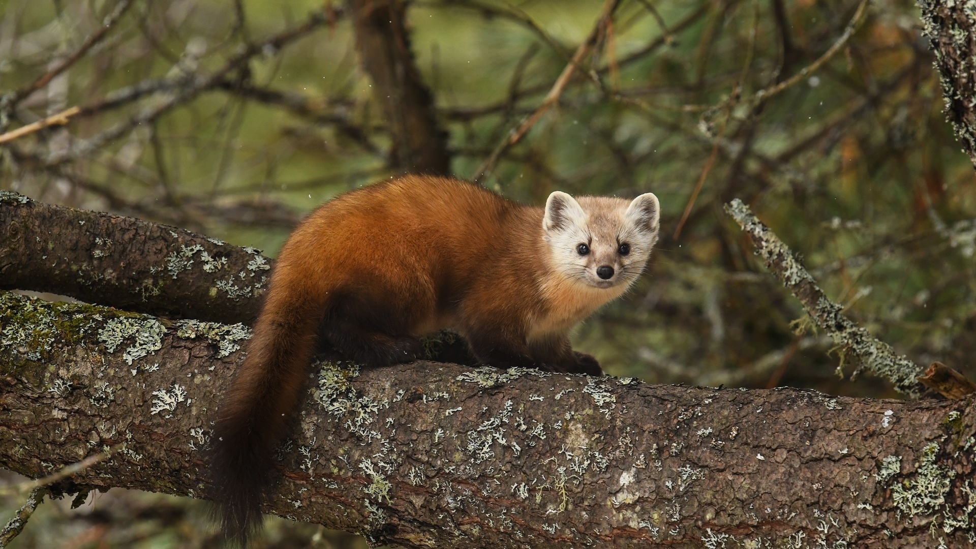 Marten Wallpapers