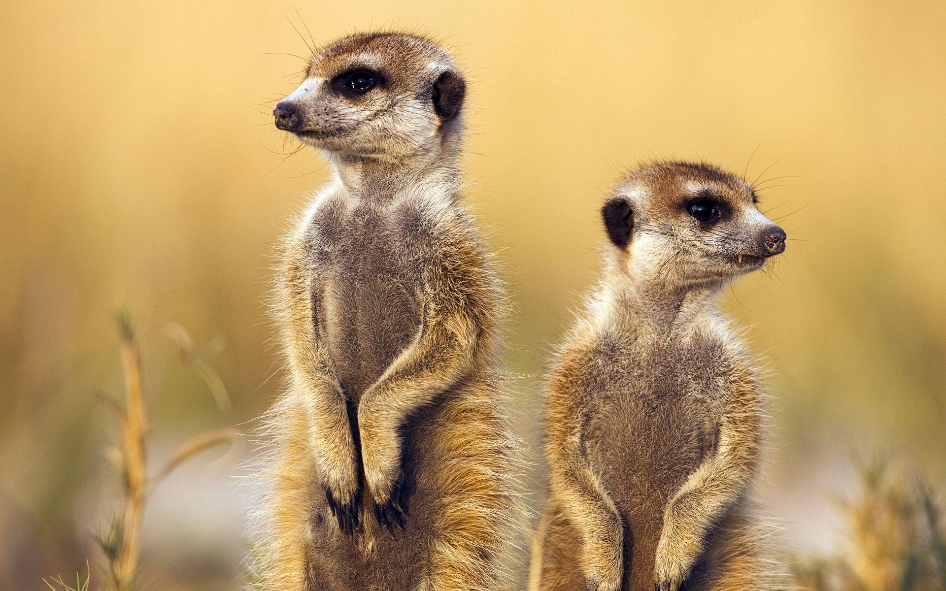 Meerkat Wallpapers