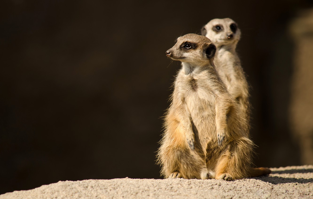 Meerkat Wallpapers