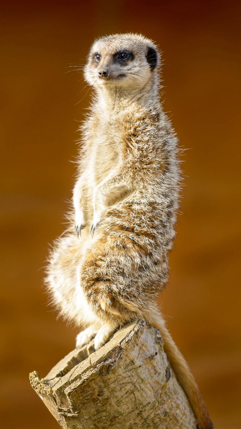 Meerkat Wallpapers