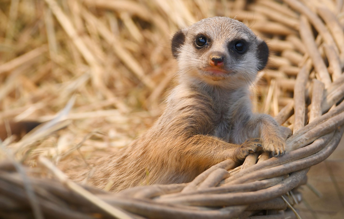 Meerkat Wallpapers