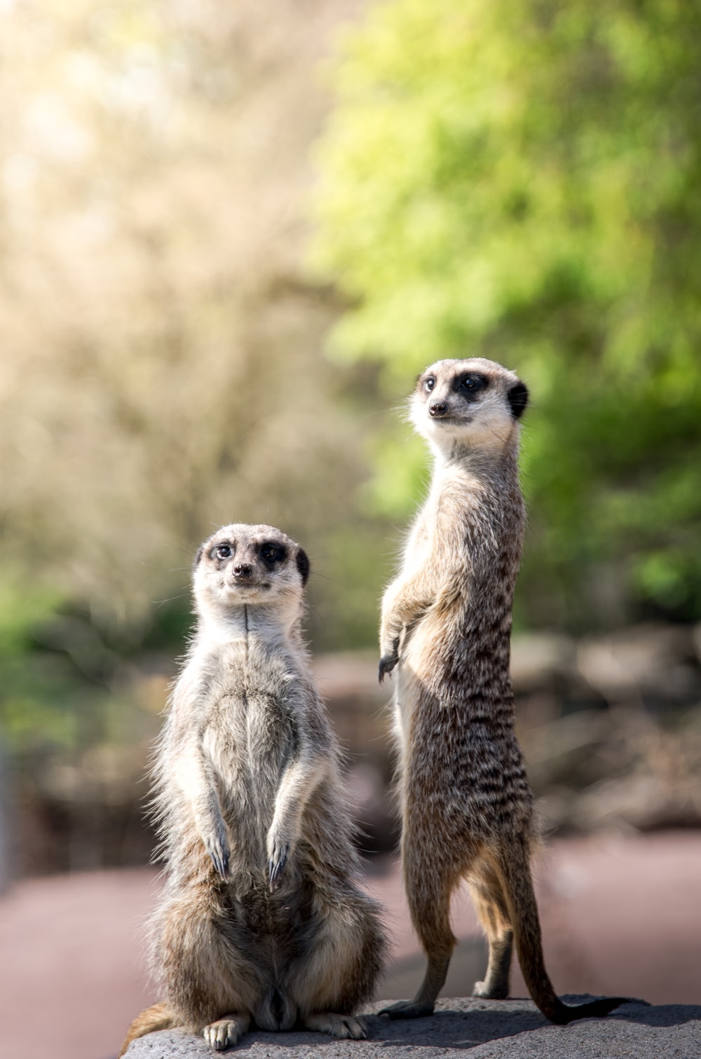 Meerkat Wallpapers