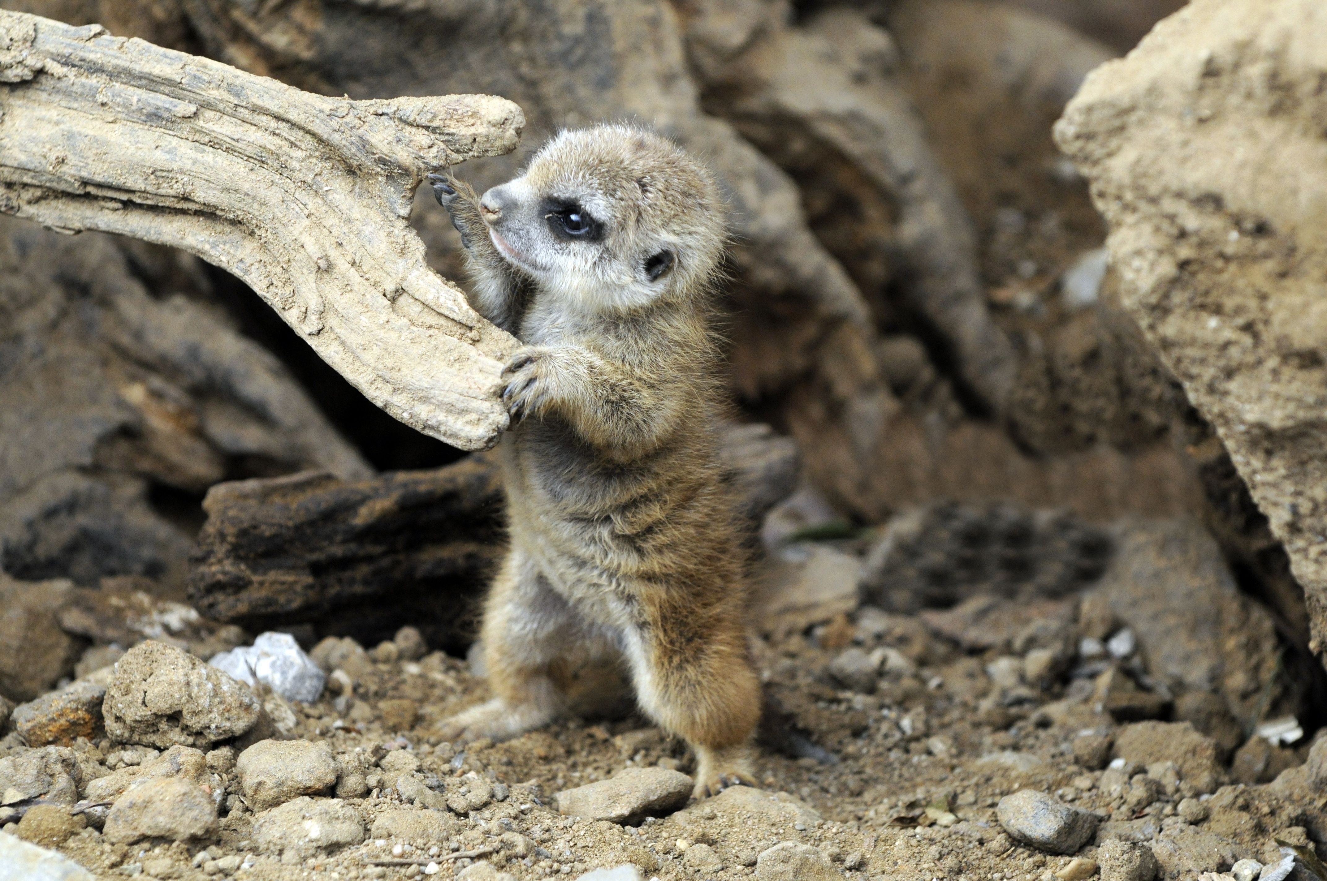 Meerkat Wallpapers