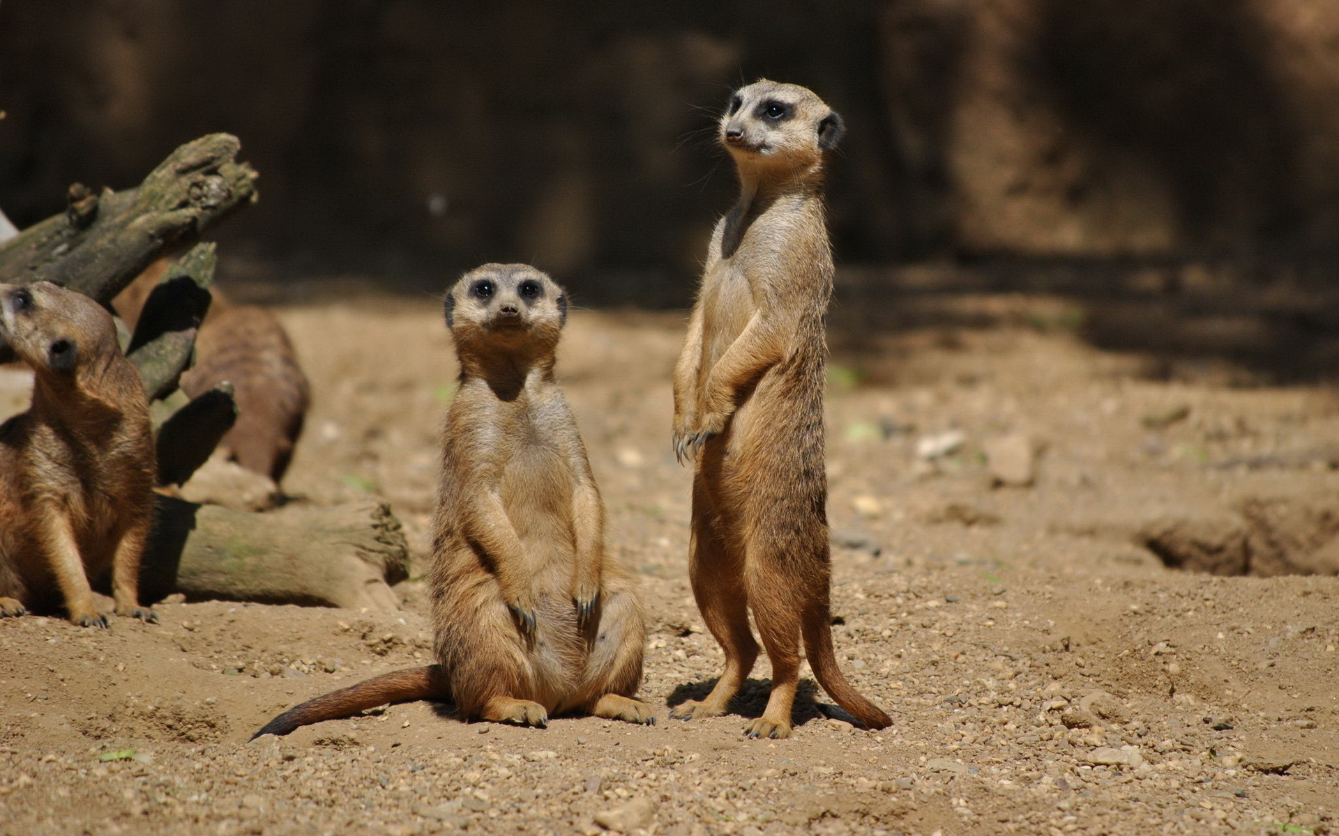 Meerkat Wallpapers