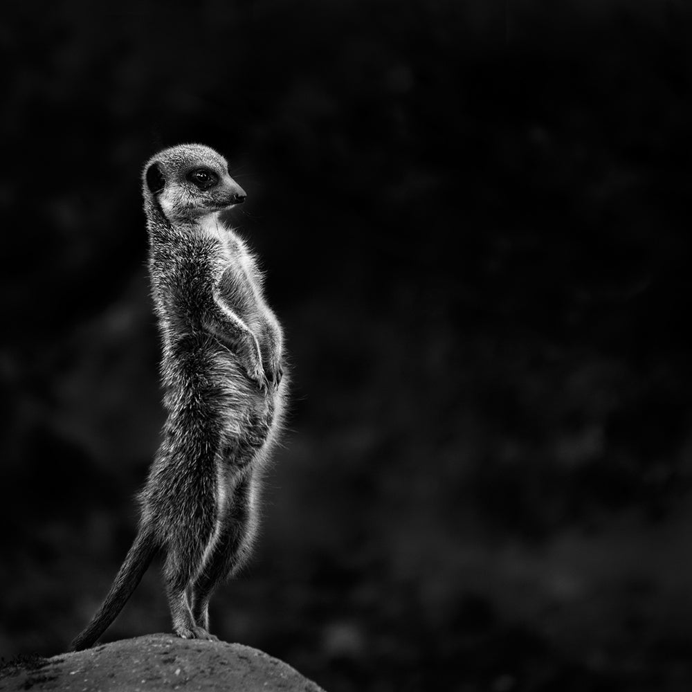 Meerkat Wallpapers