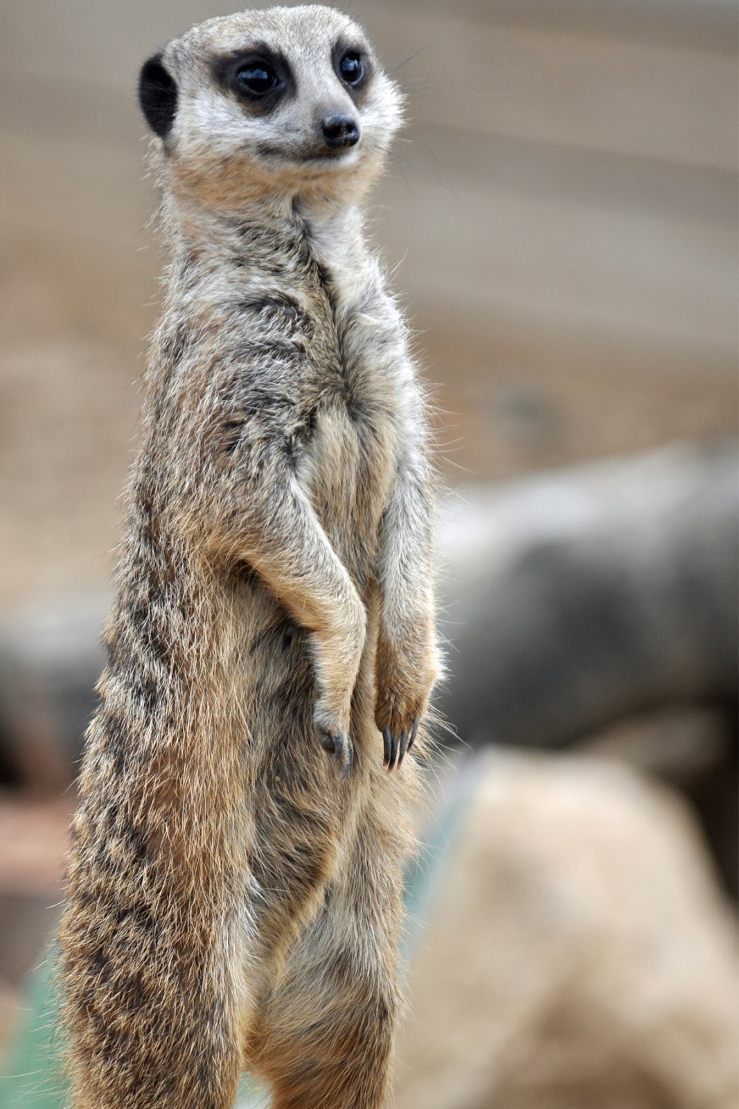 Meerkat Wallpapers