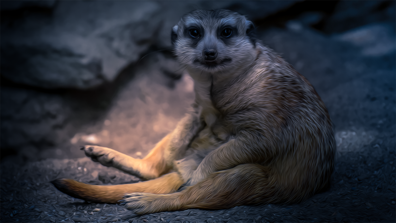 Meerkat Wallpapers