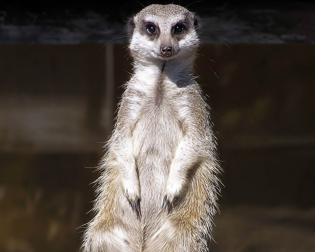 Meerkat Wallpapers