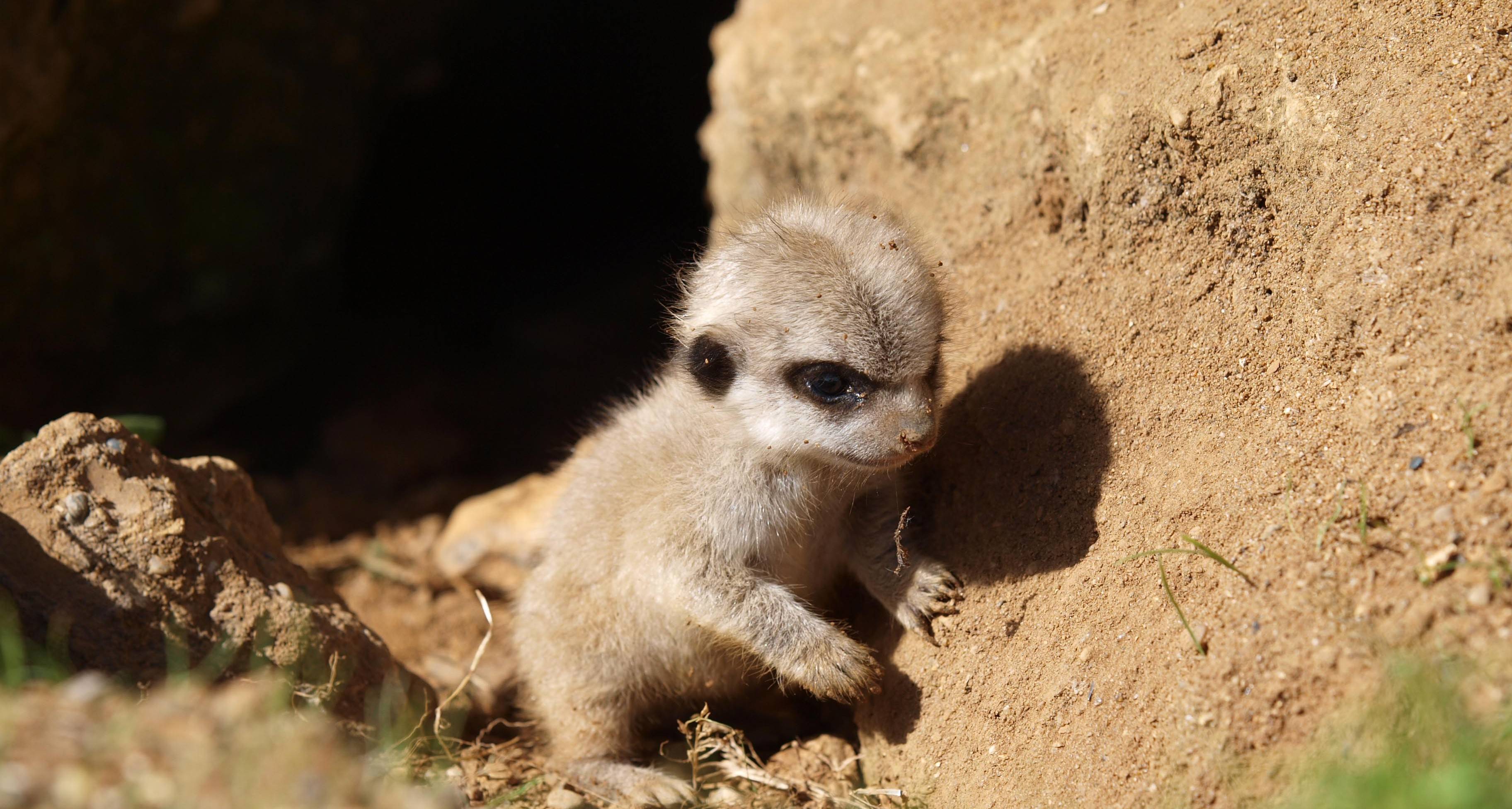 Meerkat Wallpapers