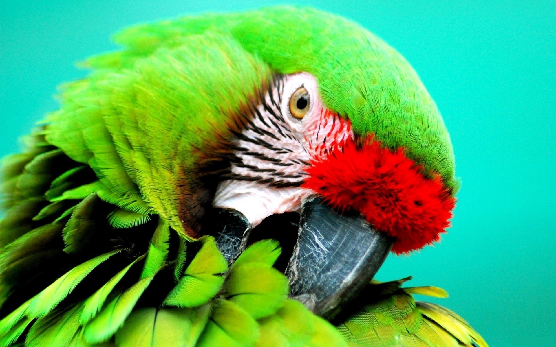 Military Macaw Wallpapers