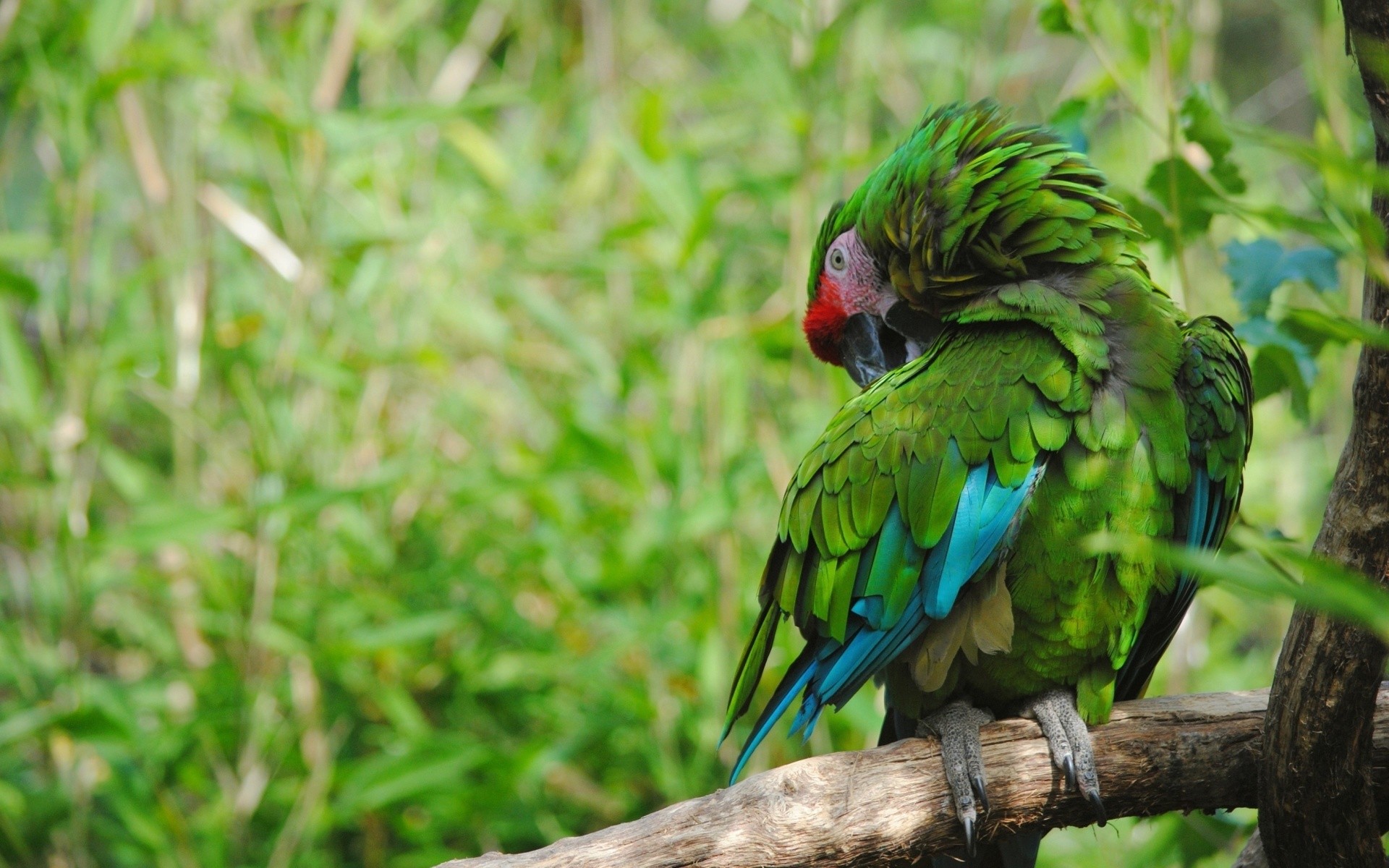 Military Macaw Wallpapers