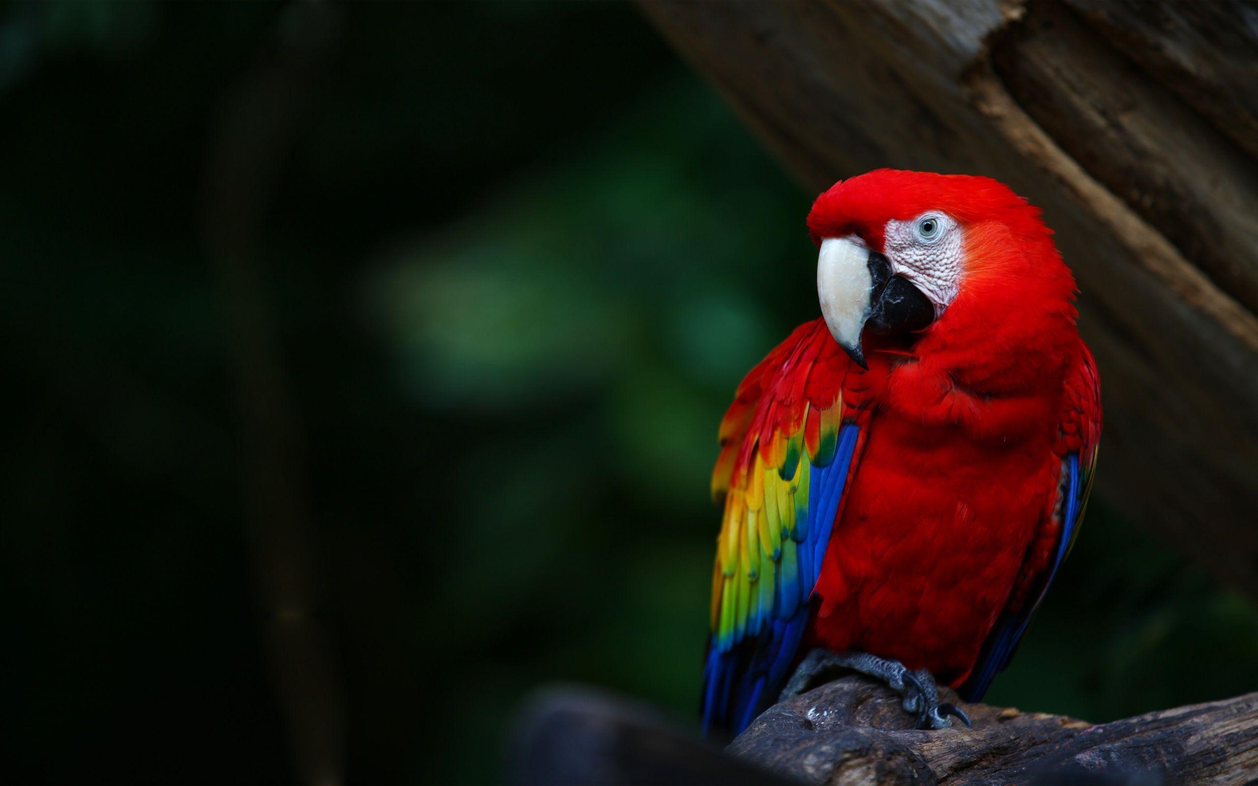 Military Macaw Wallpapers