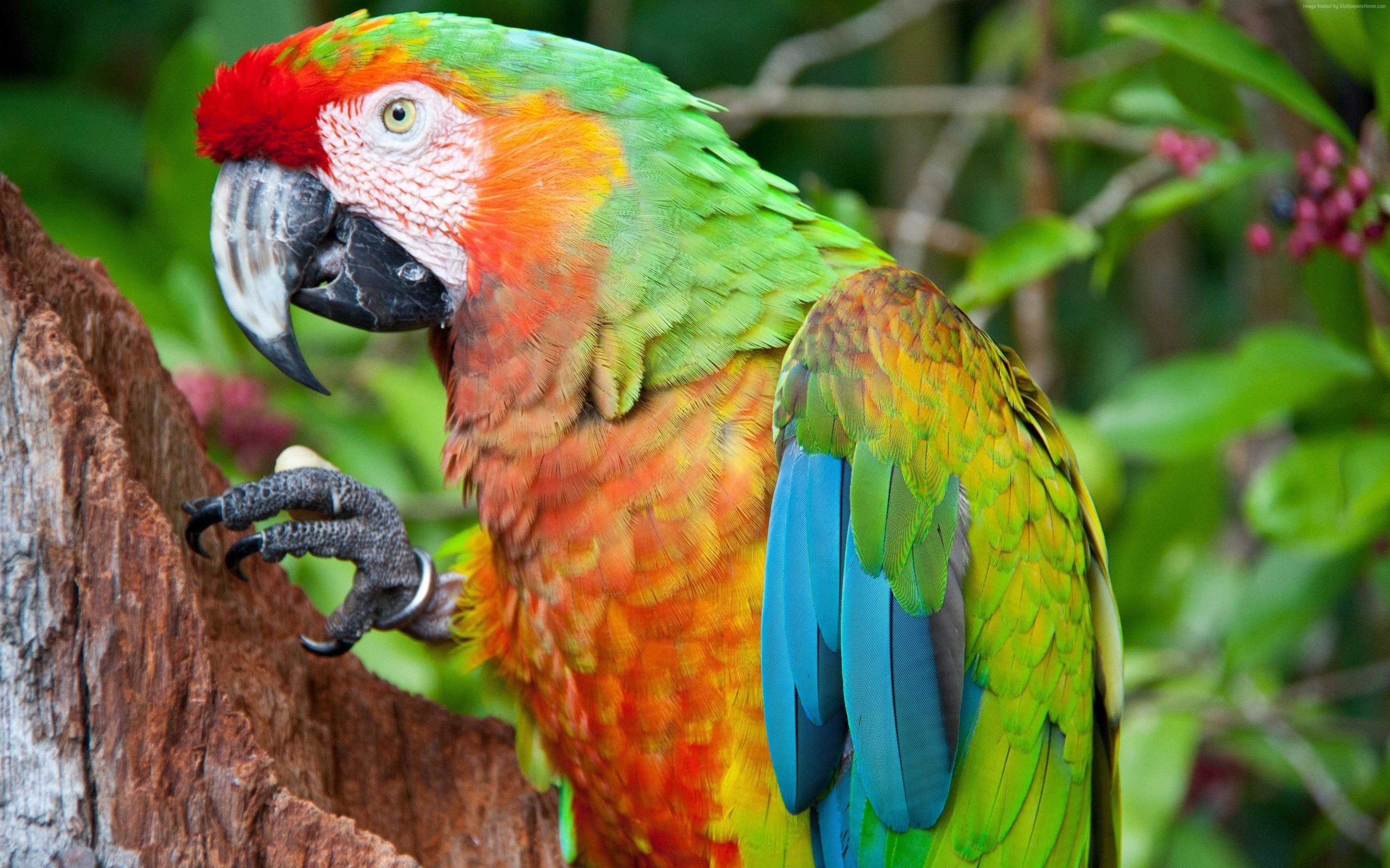 Military Macaw Wallpapers