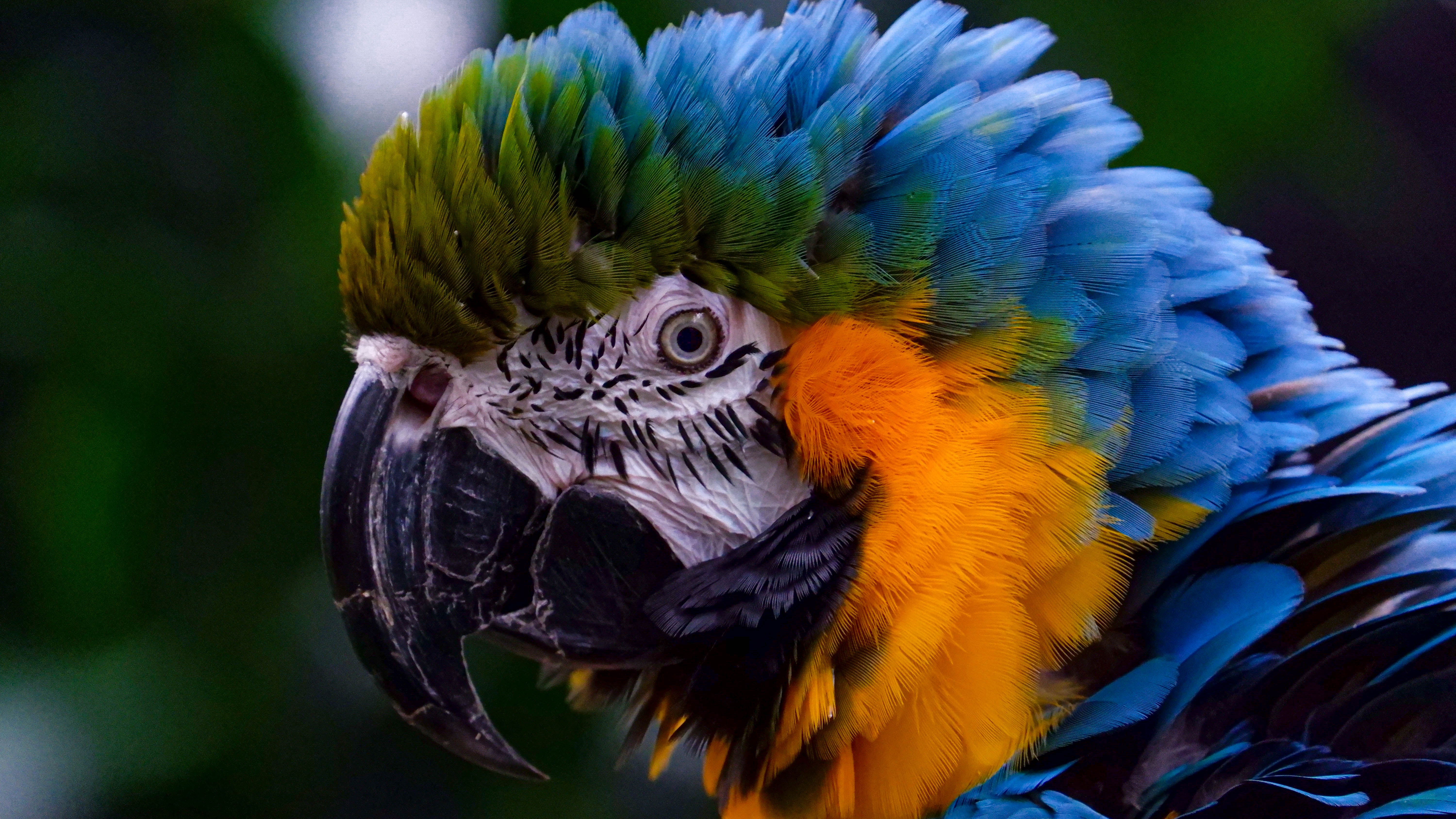 Military Macaw Wallpapers