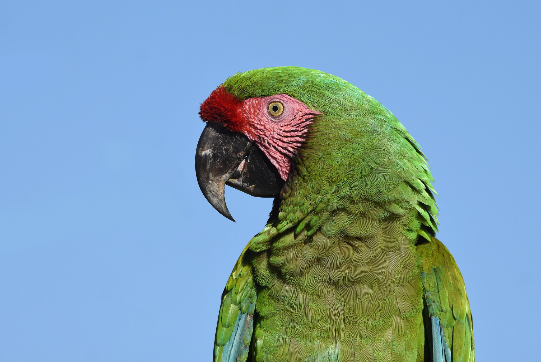 Military Macaw Wallpapers