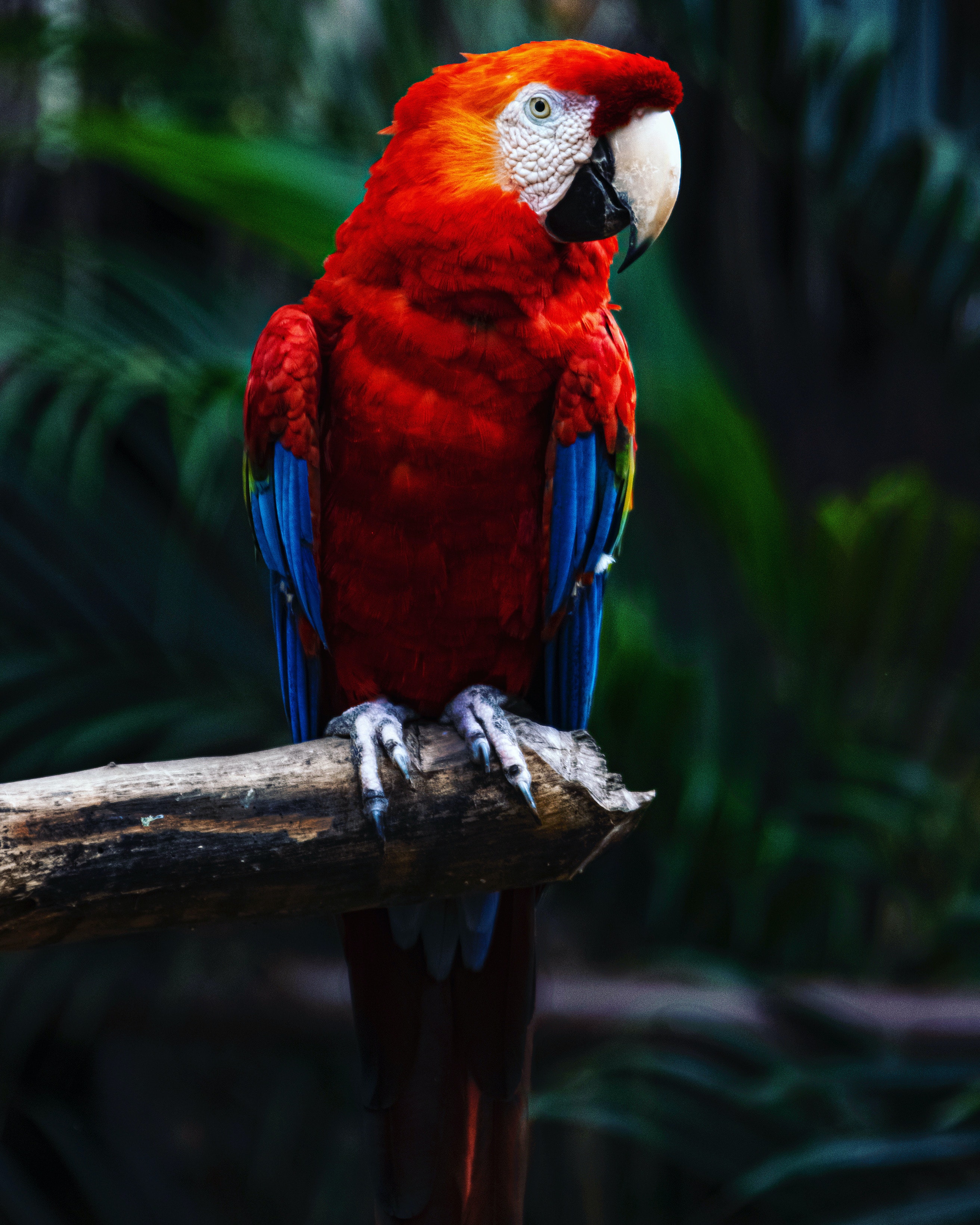 Military Macaw Wallpapers