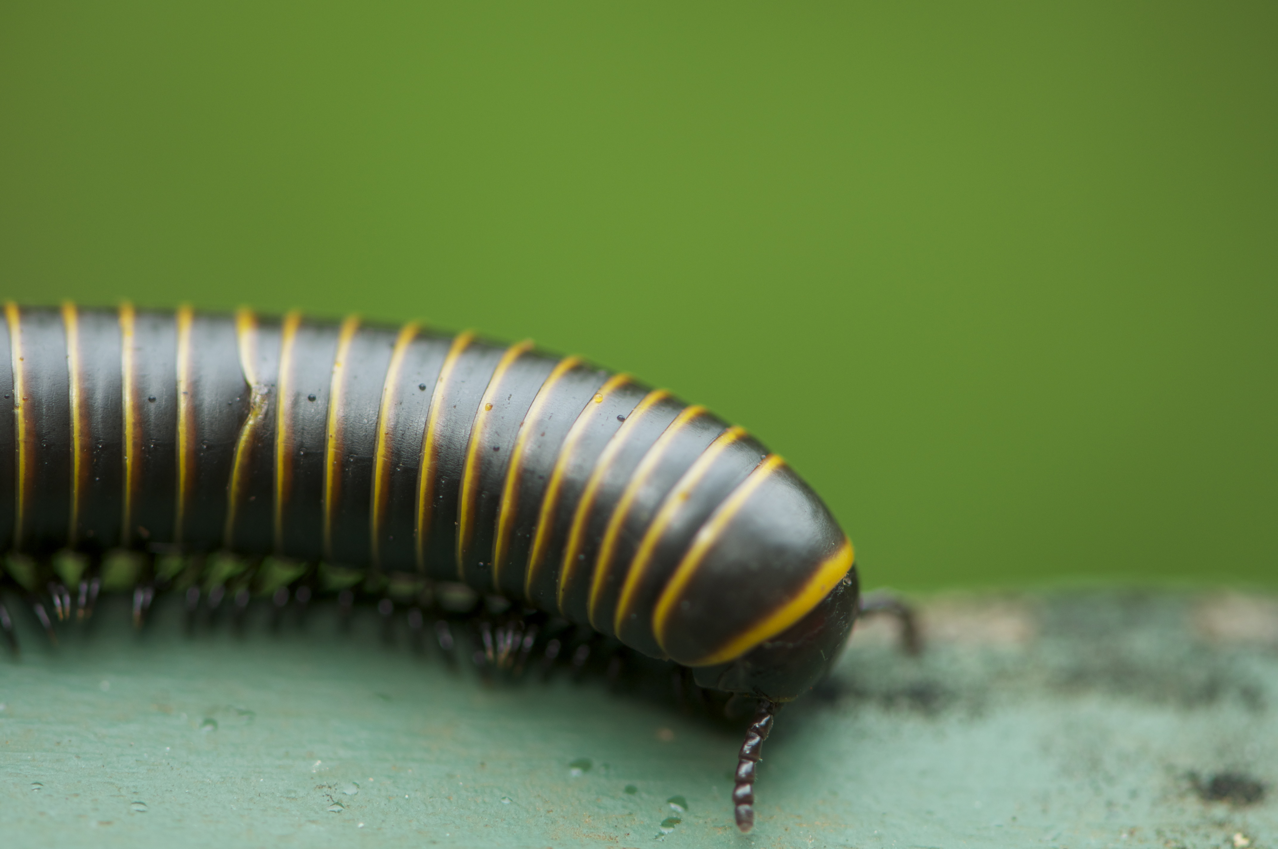 Millipede Wallpapers